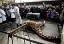 Protodeacon Kurayev believes giraffe’s murder in Danish Zoo is natural for a society where homosexuals reign