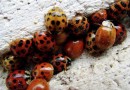 Thousands of Ladybugs Storm Siberian Cathedral