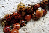 Thousands of Ladybugs Storm Siberian Cathedral