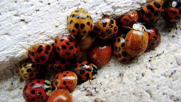 Thousands of Ladybugs Storm Siberian Cathedral