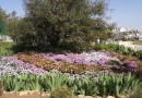 ‘Biblical garden’ to be planted near representation church of the Russian Ecclesiastical Mission in Hebron