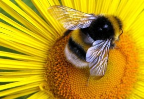 A Lesson On Bees: Saint John…