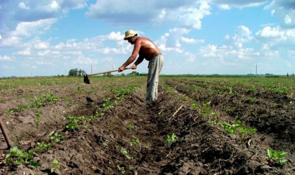 Romania’s Government wants priests to convince farmers to join cooperatives