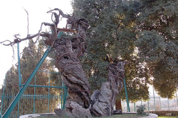 Russian experts will work in Palestine to save the Oak of Mamre mentioned in Bible