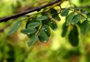 The Thank You Tree