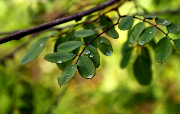 The Thank You Tree