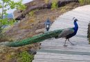 Monks in Valaam breed peacocks