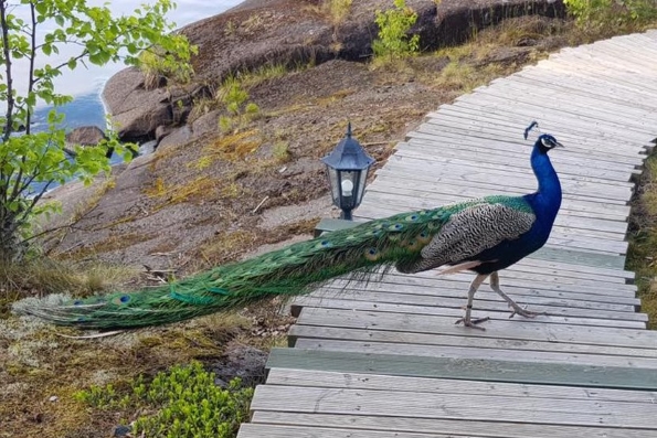 Monks in Valaam breed peacocks