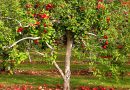A Family Tree Full of Bad Apples