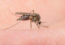 Are There Especially Many Mosquitoes This Year? Entomologist Roman Khryapin Explains