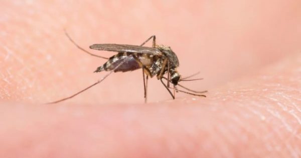Are There Especially Many Mosquitoes This Year? Entomologist Roman Khryapin Explains