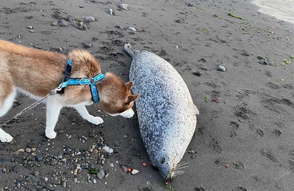 “Animals are dying, the water is dead”. The disaster in Kamchatka