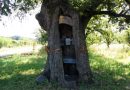 Serbian Village Residents Establish Chapel Inside Giant Oak