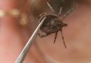 I was bitten by a tick. What do I do?