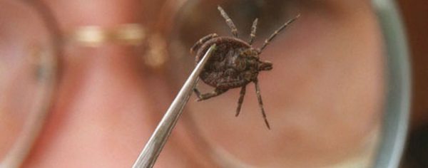 I was bitten by a tick. What do I do?