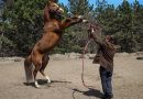 Priest Opens Hippotherapy Center in Yessentuki