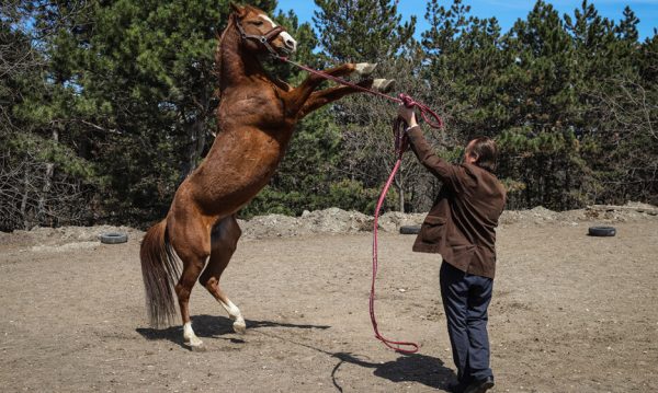 Priest Opens Hippotherapy Center in Yessentuki