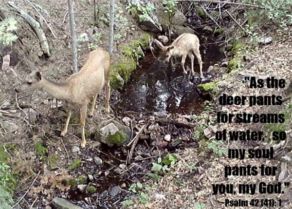 As a Deer Pants for Water