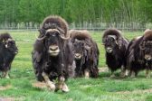 The Muskox Response To COVID-19