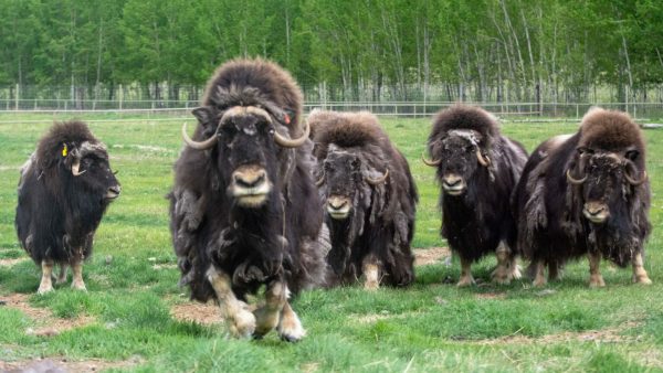 The Muskox Response To COVID-19