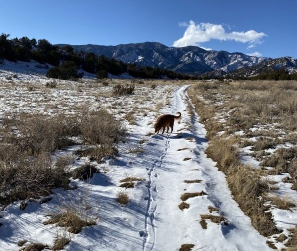 Tracks in the Snow