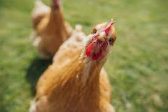 “Does a Chicken Cry?”: Responding to Transgenderism